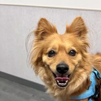 VCA Animal Hospitals Urgent Care - Mira Mesa ico