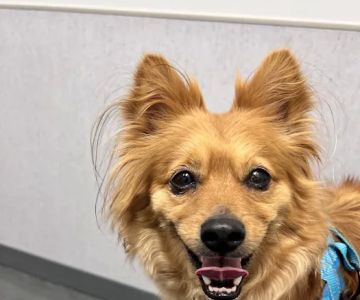 VCA Animal Hospitals Urgent Care - Mira Mesa