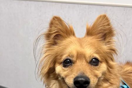 VCA Animal Hospitals Urgent Care - Mira Mesa