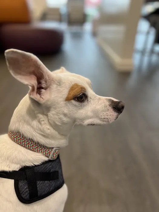 VCA Animal Hospitals Urgent Care - Mira Mesa 3