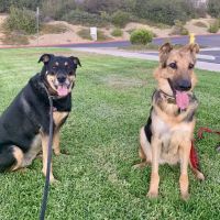 Governor Animal Clinic ico