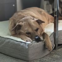 Governor Animal Clinic: Marie Benitez, D.V.M ico