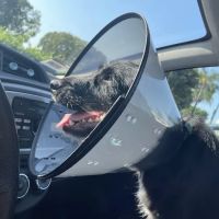 American Animal Hospital ico