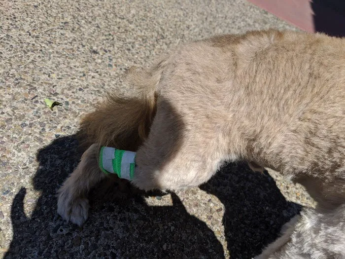 American Animal Hospital 12