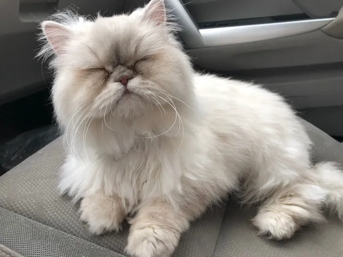 Chicago Cat Clinic 12