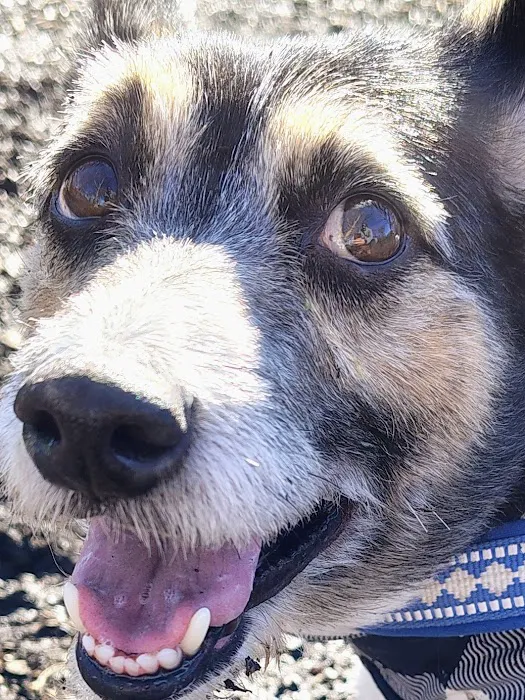 Eye Care for Animals - Chicago 4