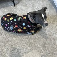 Veterinary Surgery of Chicago ico