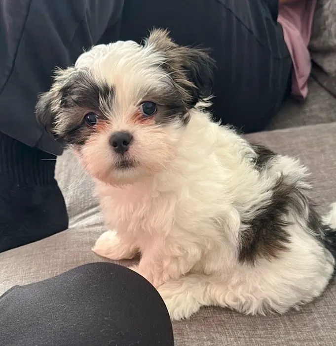 Vetco Vaccination Clinic 1