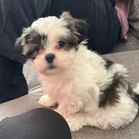 Vetco Vaccination Clinic ico