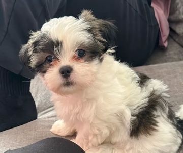 Vetco Vaccination Clinic