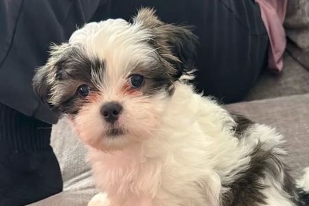 Vetco Vaccination Clinic