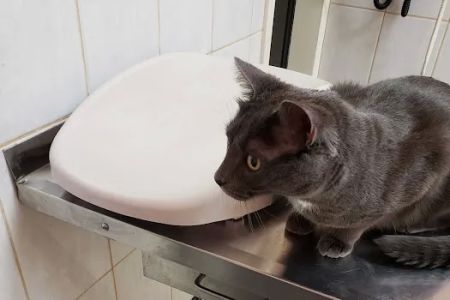 Vetco Vaccination Clinic