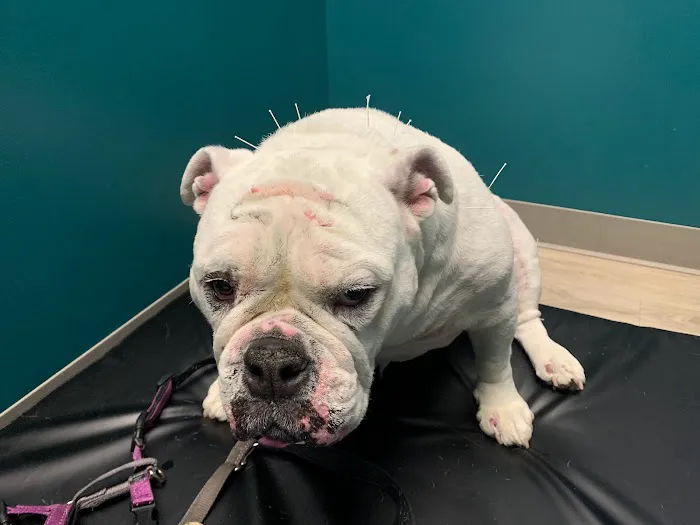 Healing Tails Chicago Pet Rehabilitation and Acupuncture 1
