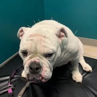 Healing Tails Chicago Pet Rehabilitation and Acupuncture ico