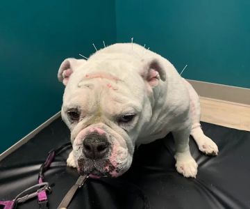 Healing Tails Chicago Pet Rehabilitation and Acupuncture