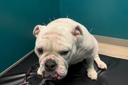 Healing Tails Chicago Pet Rehabilitation and Acupuncture