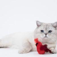 LorettaBritish Cattery ico