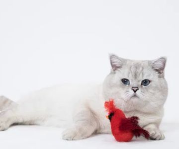 LorettaBritish Cattery