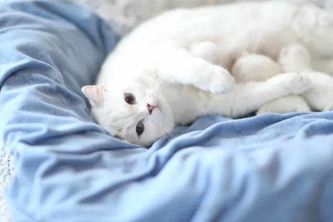 LorettaBritish Cattery 12