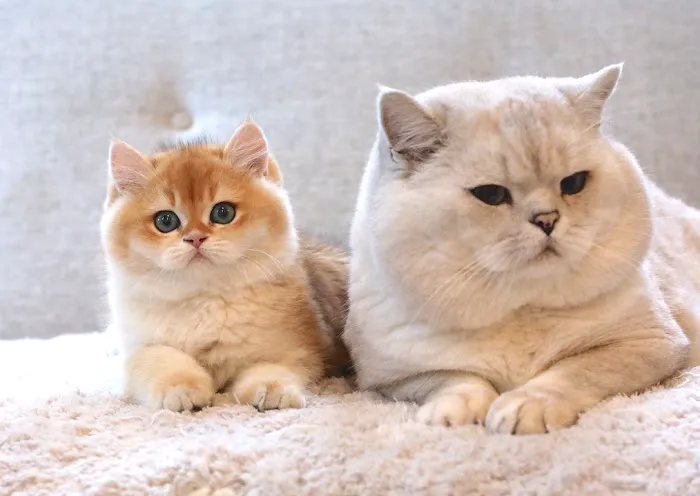 LorettaBritish Cattery 12