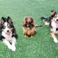 Terry Animal Hospital ico