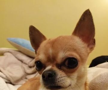 Vetco Vaccination Clinic