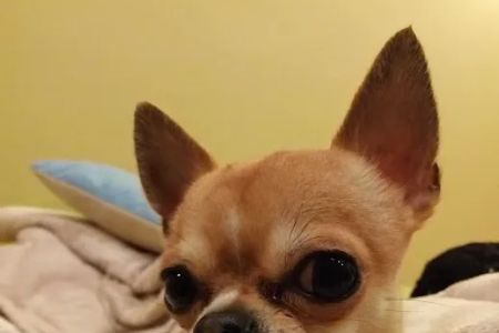 Vetco Vaccination Clinic