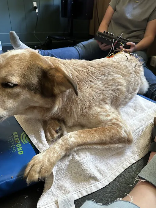 Companion Animal Rehab and Athletics 8