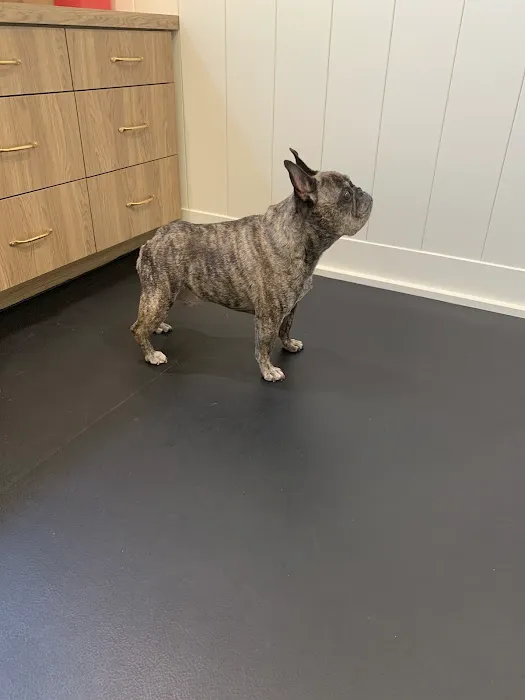 Companion Animal Rehab and Athletics 9