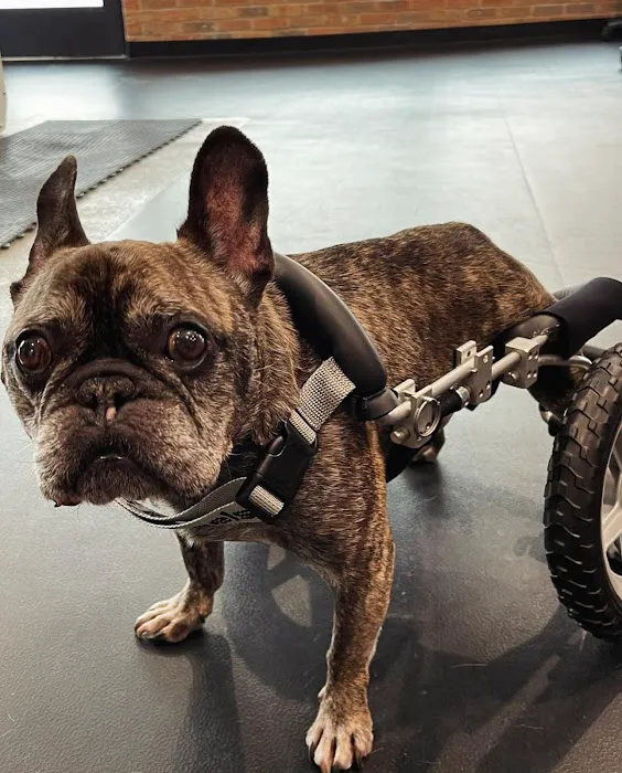 Companion Animal Rehab and Athletics 6