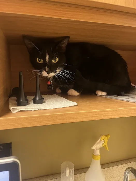College Station Cat Clinic 2