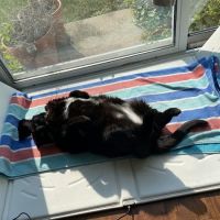 College Station Cat Clinic ico