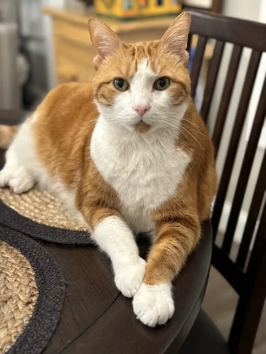 College Station Cat Clinic 3