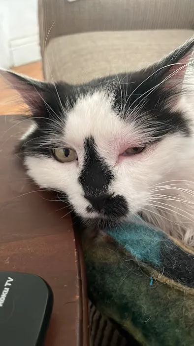 College Station Cat Clinic 4