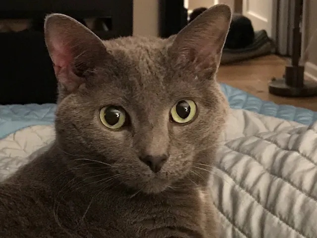 College Station Cat Clinic 7