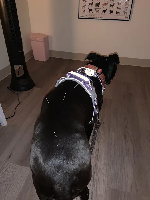 Holistic Veterinary Services 12
