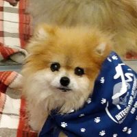 Integrative Veterinary Rehabilitation & Sports Medicine ico
