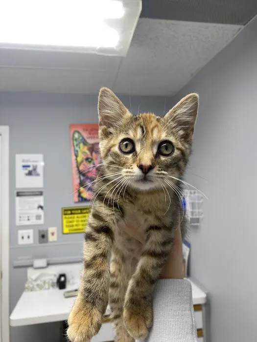 Animal Hospital of Streamwood 12