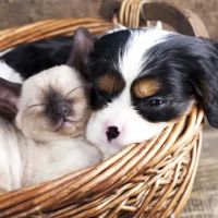 Roselle Animal Hospital ico