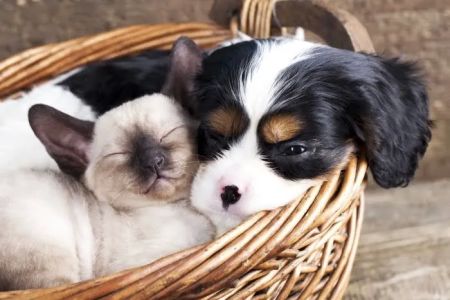 Roselle Animal Hospital