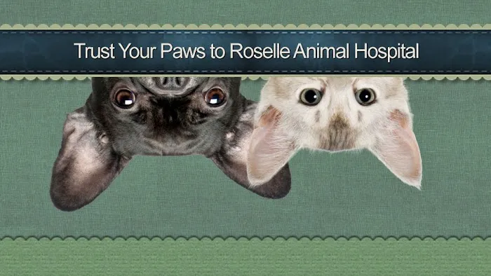 Roselle Animal Hospital 12