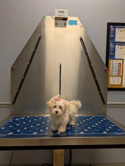 Lake Street Animal Hospital 12