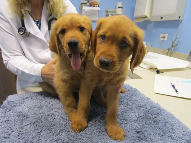Heartland Animal Hospital, P.C. 12