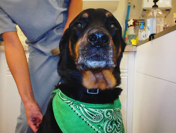 Heartland Animal Hospital, P.C. 12