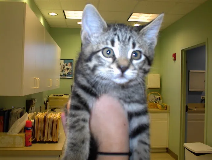 Heartland Animal Hospital, P.C. 12