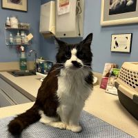 Heartland Animal Hospital, P.C. ico
