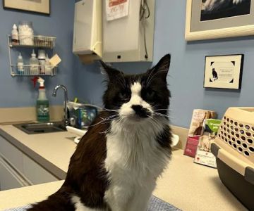 Heartland Animal Hospital, P.C.