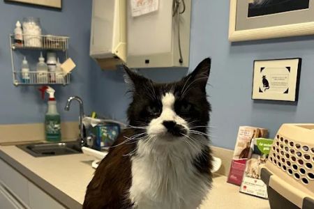 Heartland Animal Hospital, P.C.