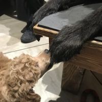 The Whole Pet ico
