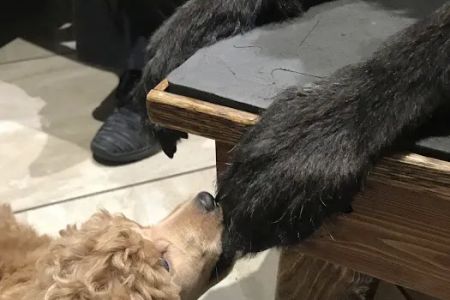 The Whole Pet